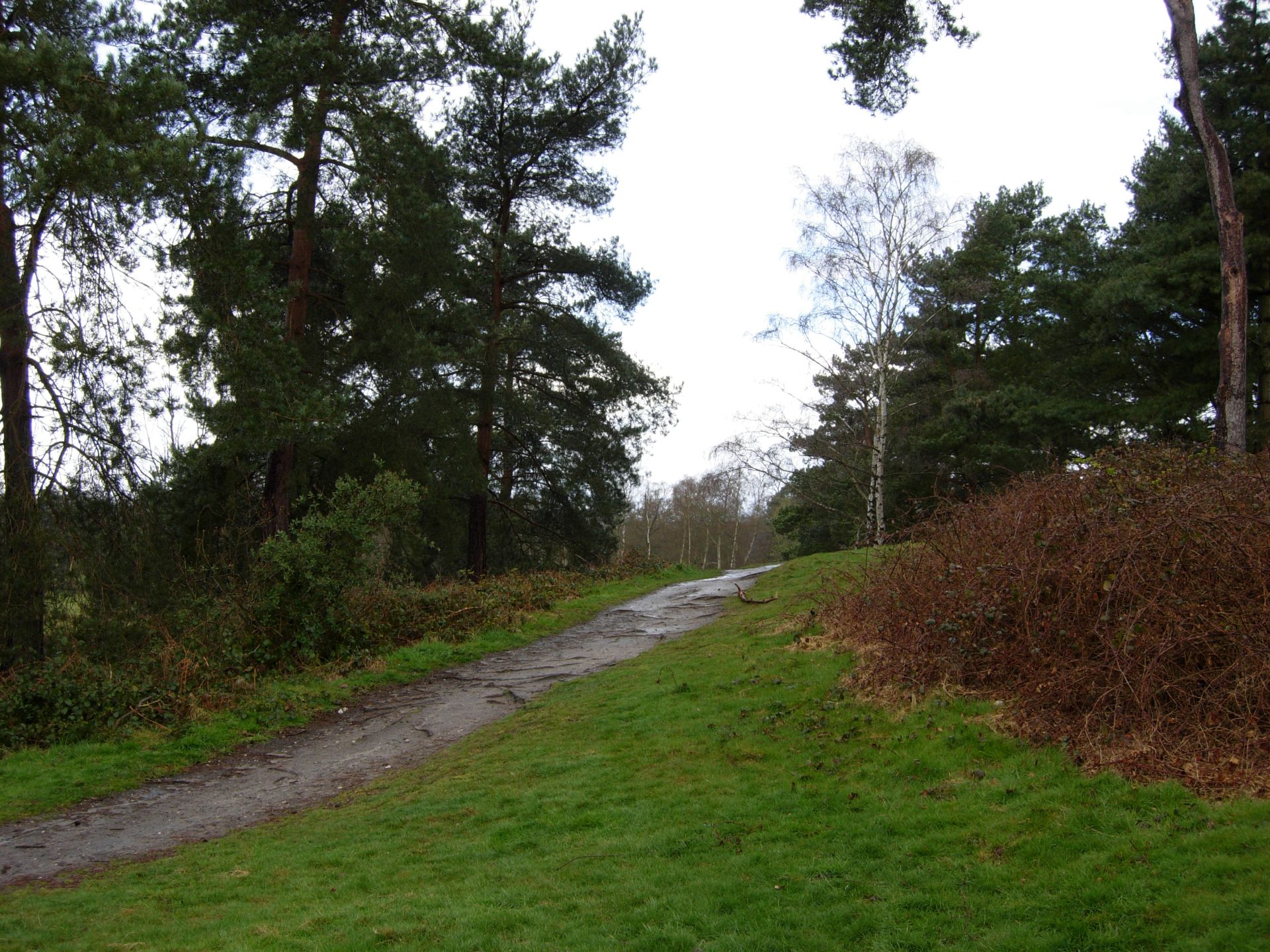 Reigate Heath path